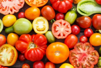 Berikut Jenis Buah Tomat Yang Baik Bagi Kesehatan Tubuh