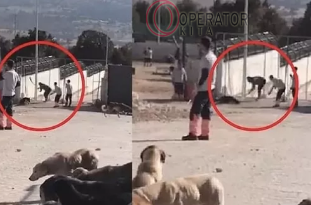 Link Konya Köpek Konya Köpek Katliamı Video Twitter